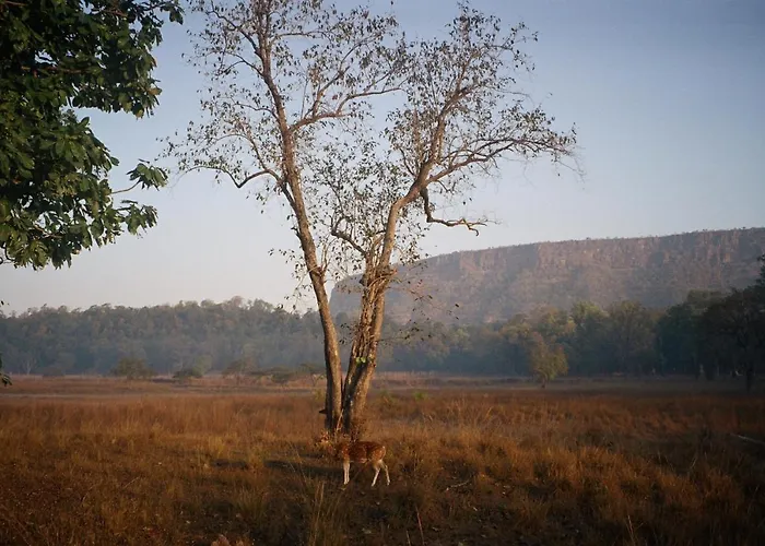 Bandhavgarh Jungle Lodge