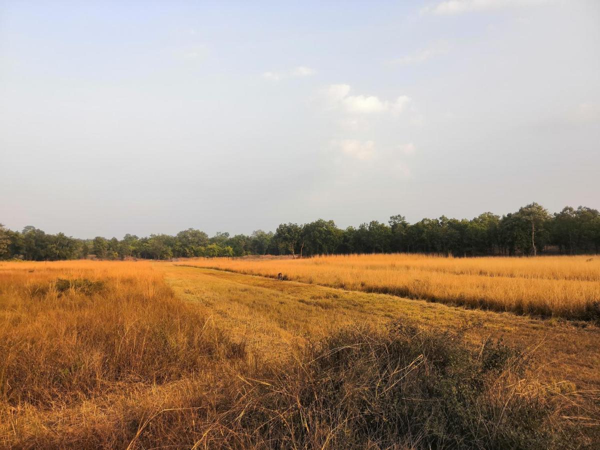 Bandhavgarh Jungle *